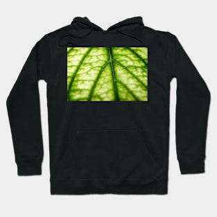 Green leaf veins Hoodie